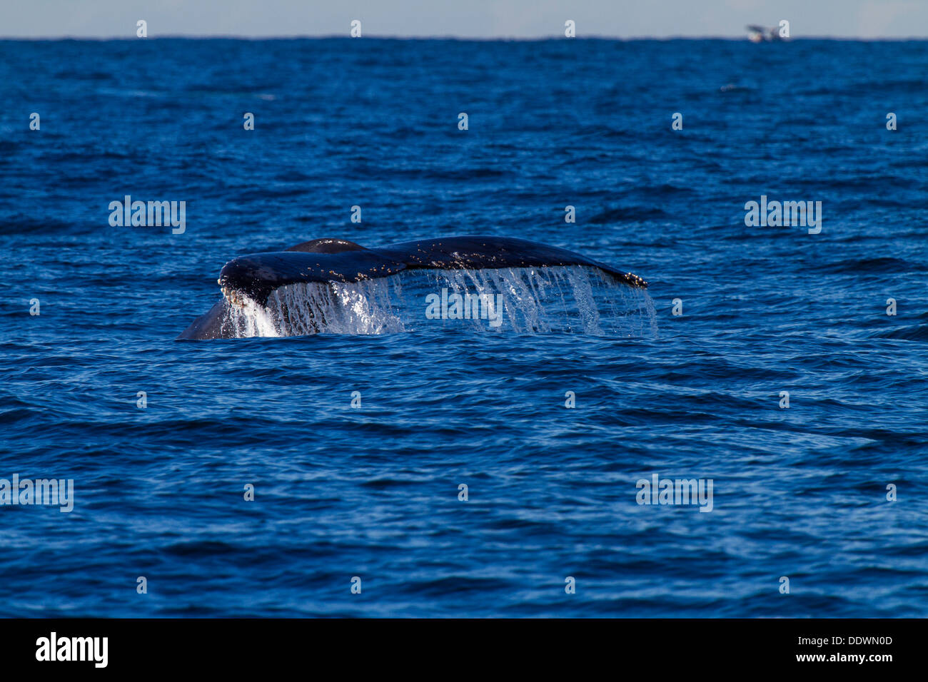 Humpback whale diving in Sydney Harbour, Australia Stock Photo - Alamy