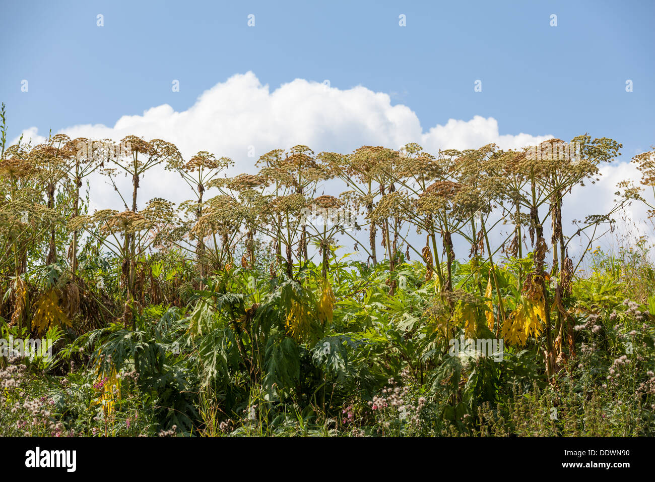 Heracleum persicum plant Stock Photo