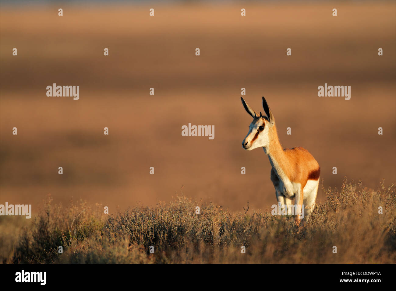 Young springbok antelope (Antidorcas marsupialis), South Africa Stock Photo