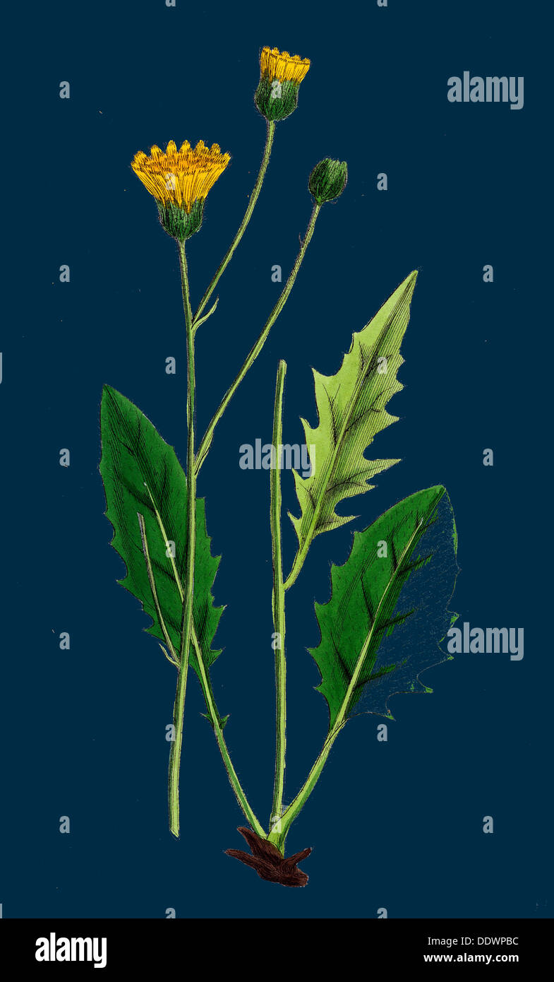 Hieracium nitidum; Scaly-stalked Hawkweed Stock Photo
