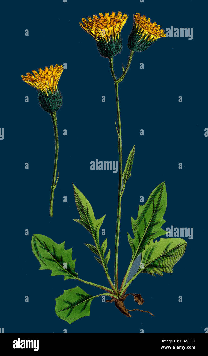 Hieracium chrysanthum, var. genuinum; Golden-flowered Hawkweed, var. a. Stock Photo