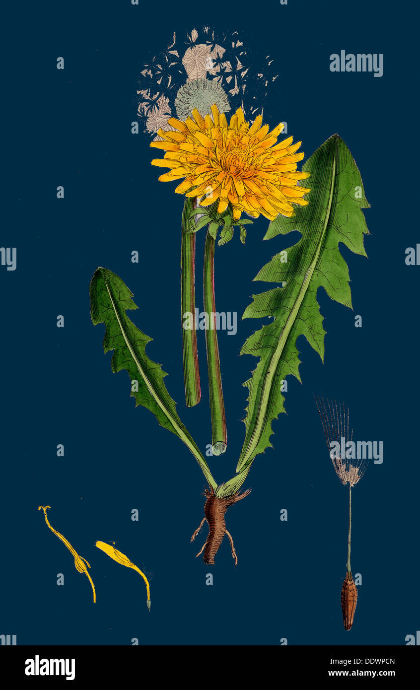 Taraxacum officinale, var. genuinum; Common Dandelion, var. a. Stock Photo