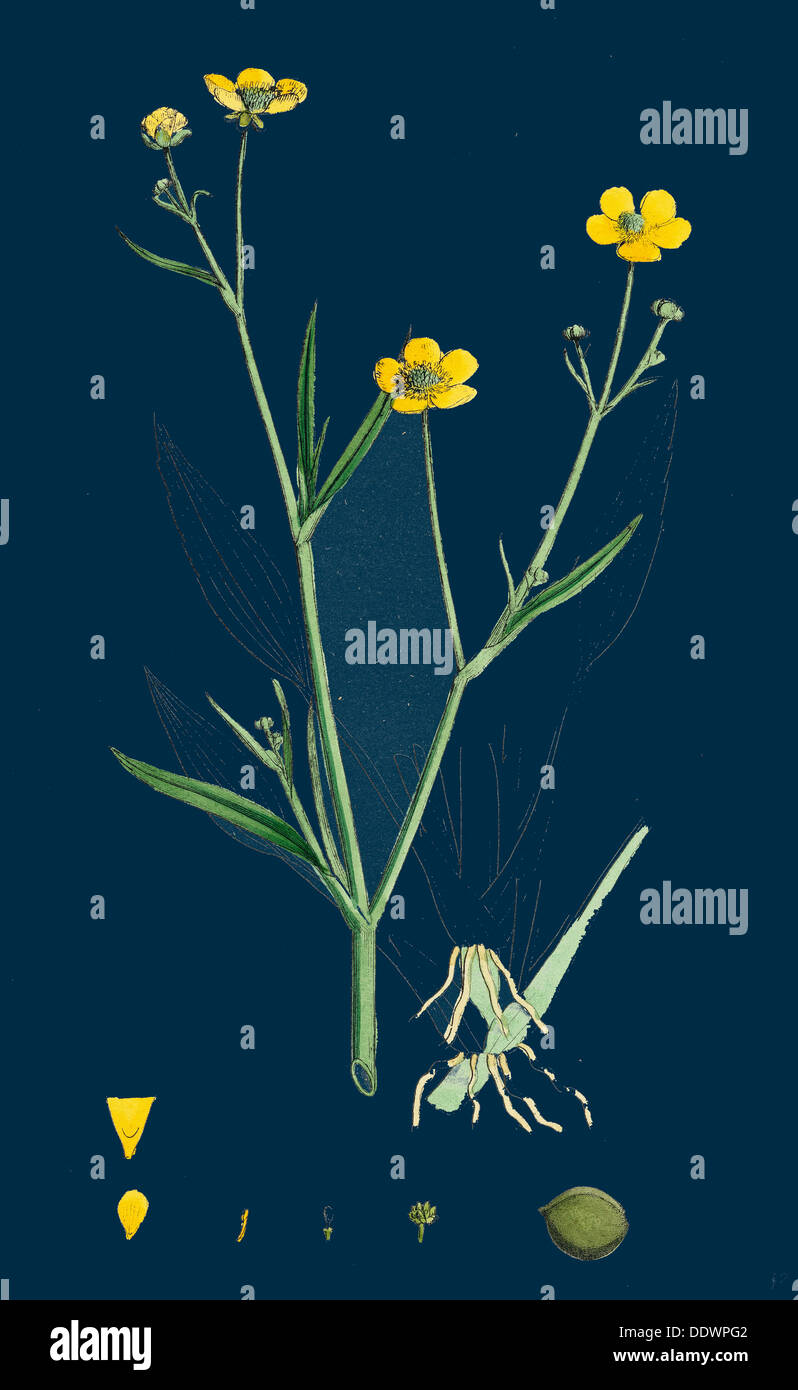 Ranunculus eu-Flammula; Lesser Spearwort Stock Photo