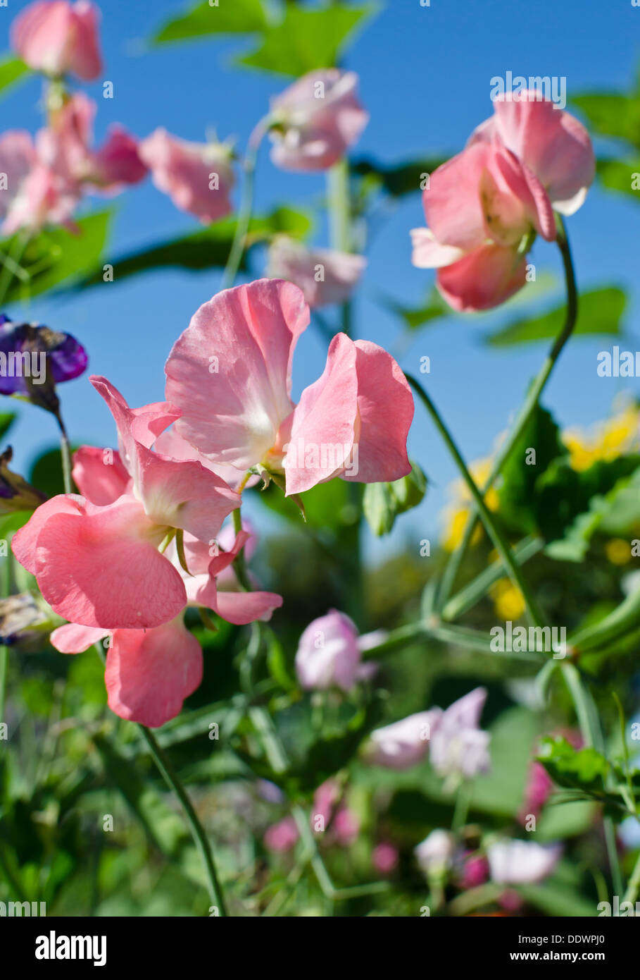 Душистые цветы фото. Душистый горошек (Lathyrus odoratus). Душистый горошек Матукана. Душистый горошек Лемингтон. Душистый горошек Лазурный берег.