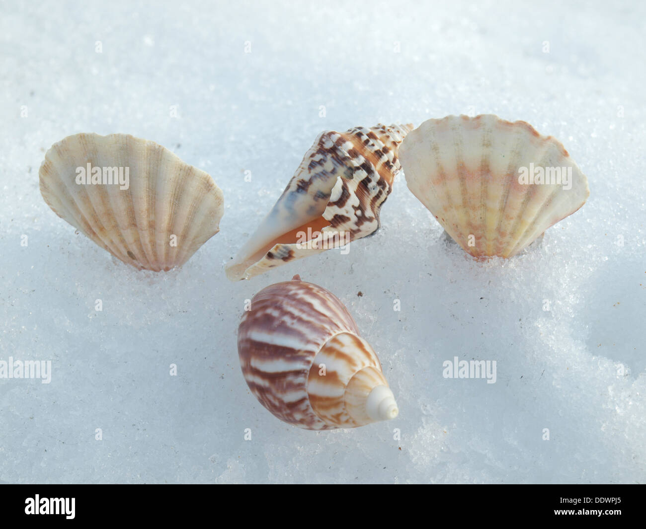 Cockleshells on a snow in the winter Stock Photo - Alamy