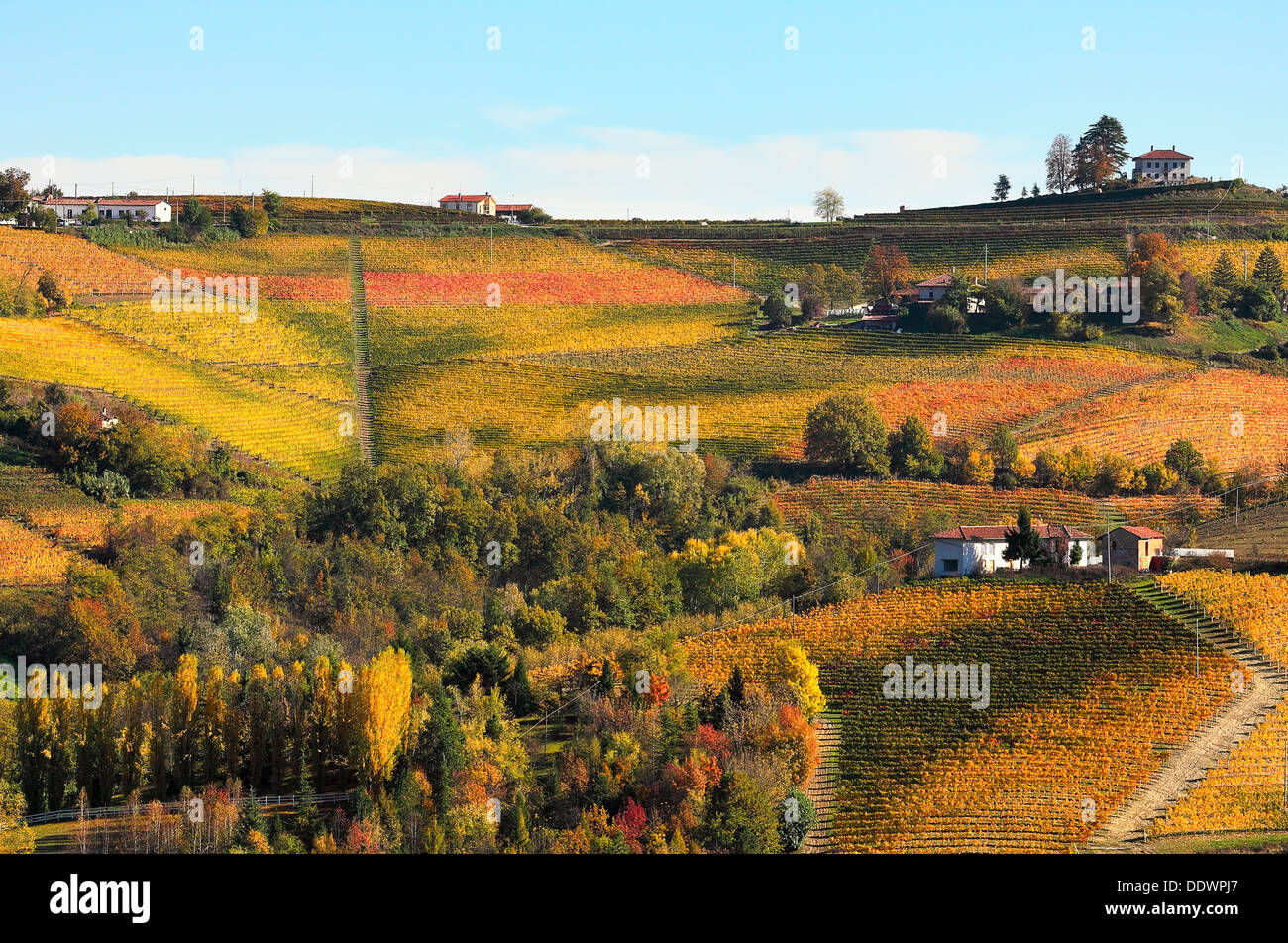 View of colorful autumnal vineyards on the downhills of Piedmont, Northern Italy. Stock Photo