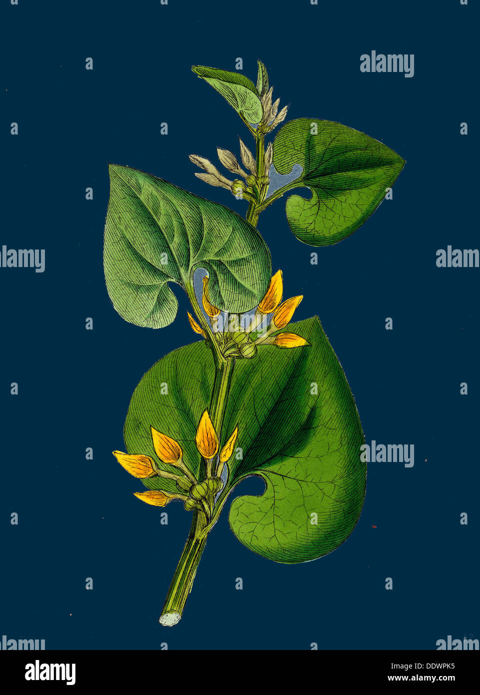 Aristolochia Clematitis; Common Birthwort Stock Photo - Alamy