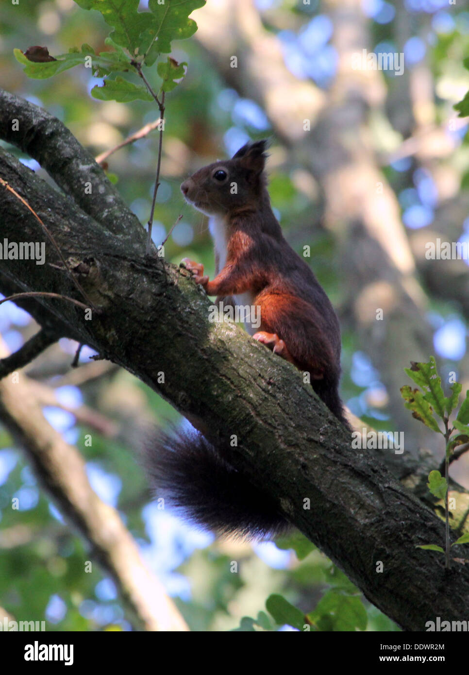 European Red squirrel (Sciurus vulgaris) up in a tree in various poses (series of 24 images) Stock Photo