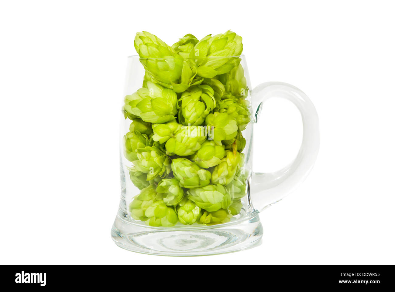 Glass full of green hop cones Stock Photo