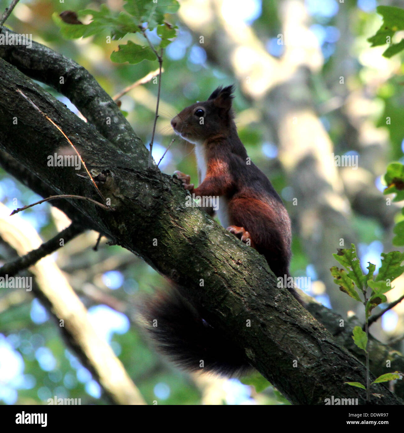 European Red squirrel (Sciurus vulgaris) up in a tree in various poses (series of 24 images) Stock Photo