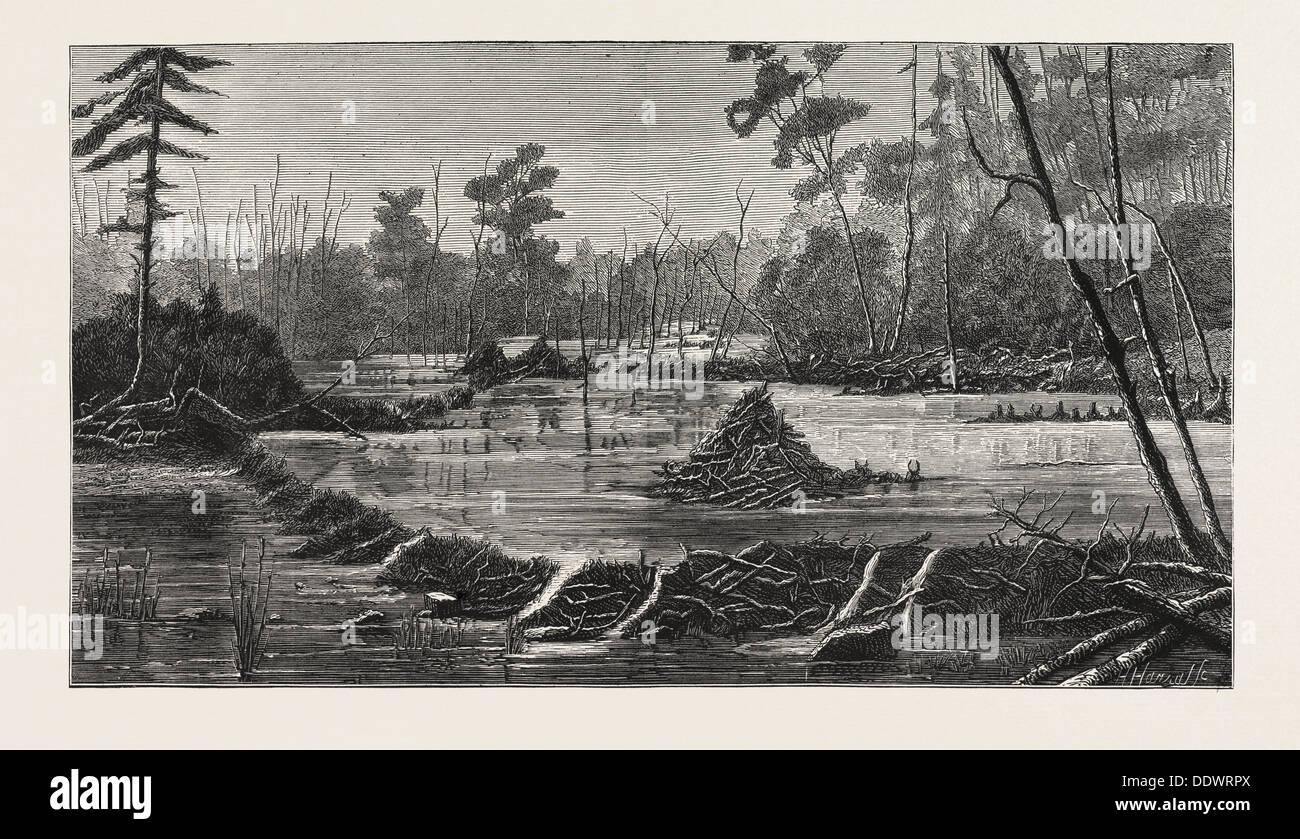 THE INTRODUCTION OF BEAVERS INTO ENGLAND, A BEAVER LODGE AND DAM, UK