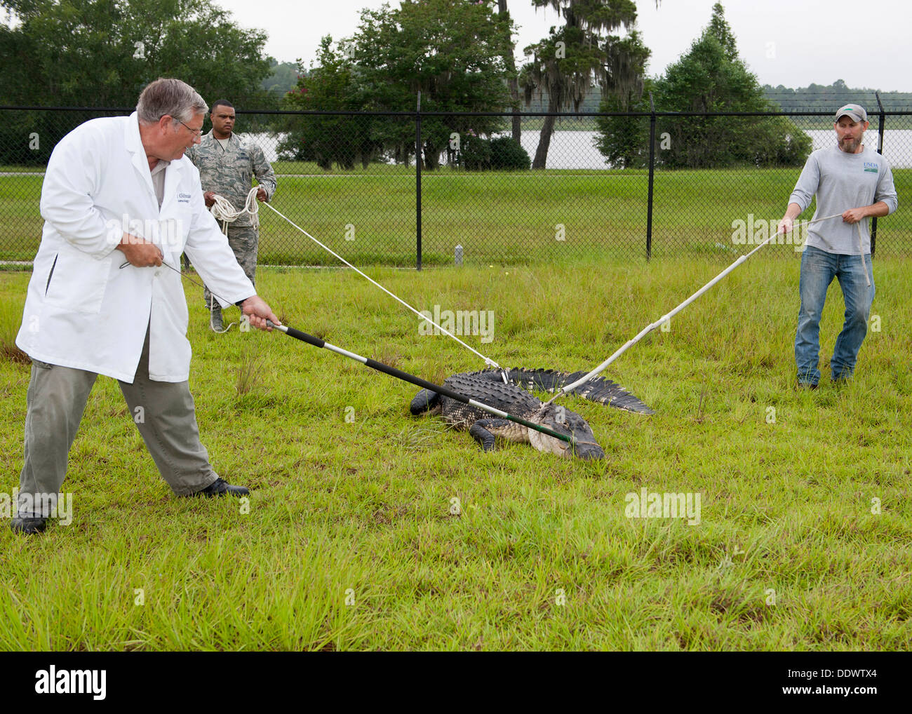 USDA biologist assisted by a US Air Force Airmen capture a nuisance alligator July 25, 2013 at Moody Air Force Base, GA., July 25, 2013. The alligator had to be relocated after it lost fear of people due to illegal feeding. Stock Photo