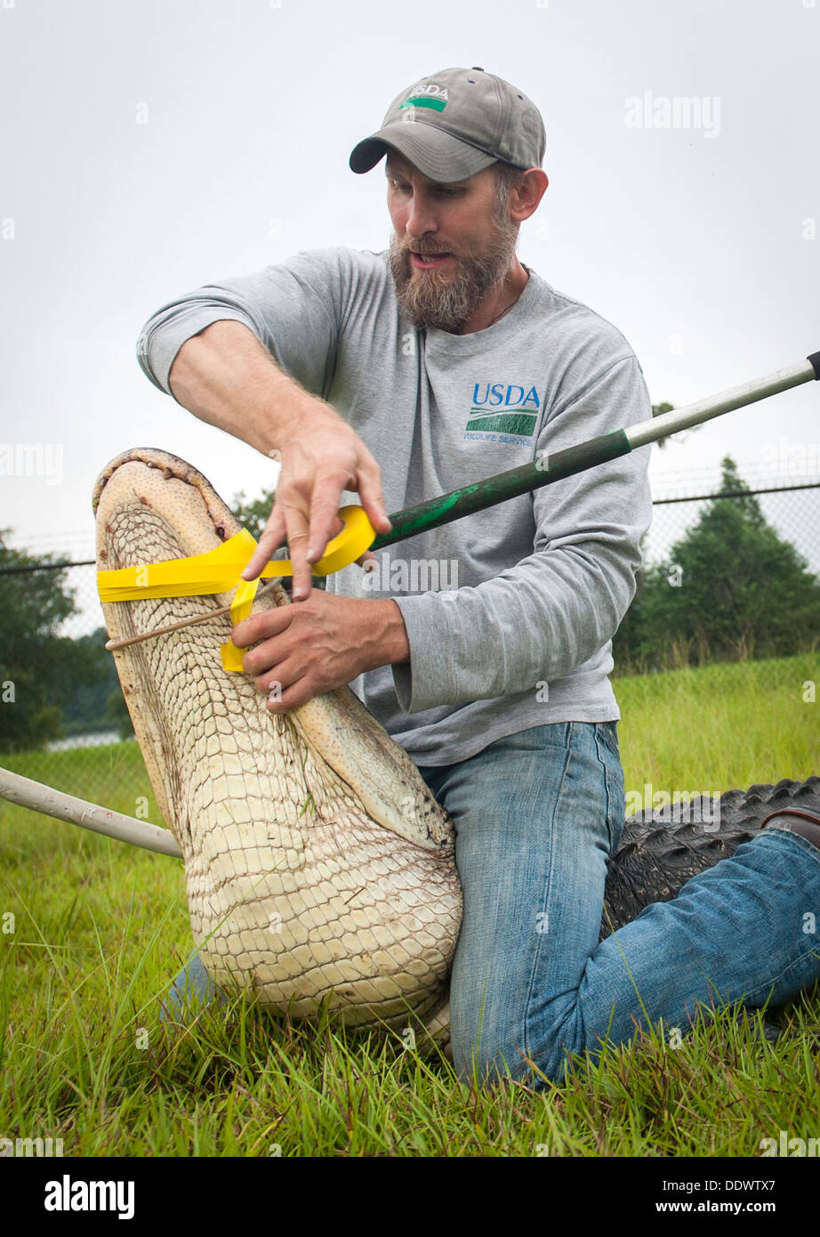 A USDA biologist binds a nuisance alligator after being captured July 25, 2013 at Moody Air Force Base, GA., July 25, 2013. The alligator had to be relocated after it lost fear of people due to illegal feeding. Stock Photo