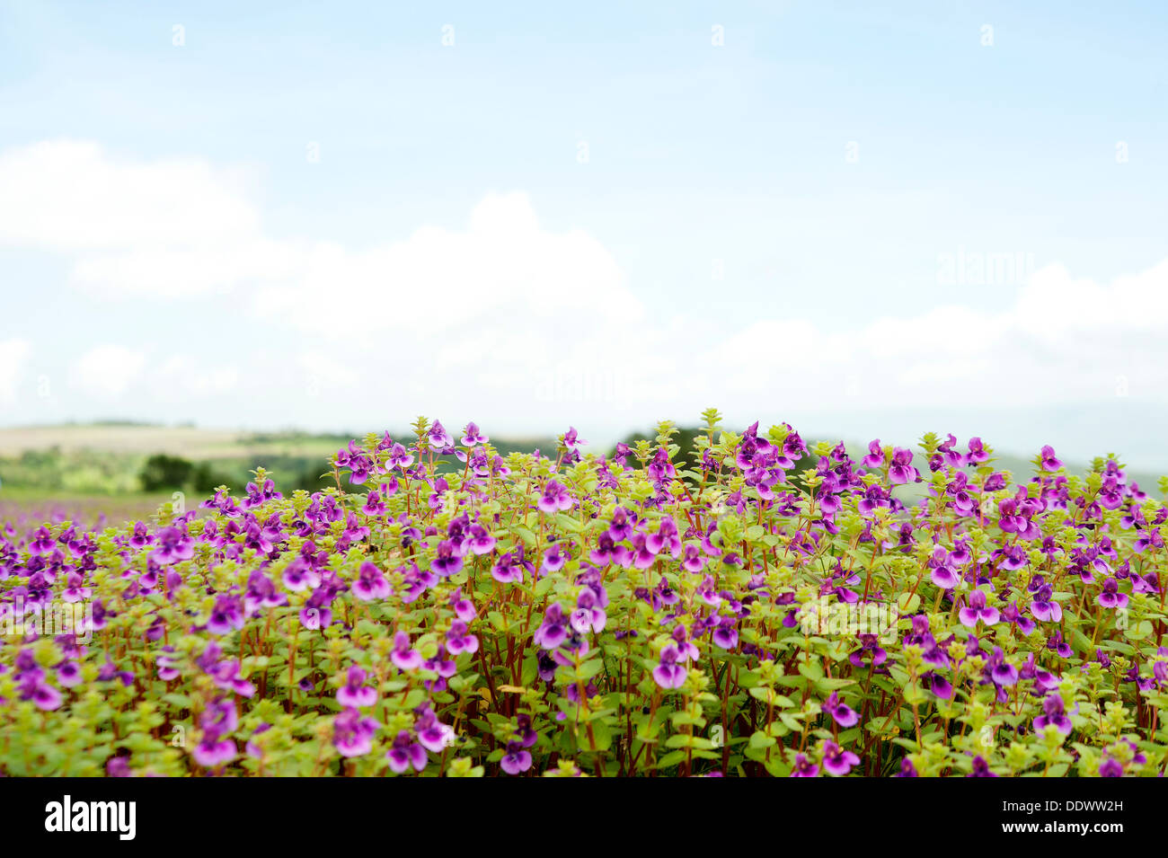 Bed of Flowers at Kass Plateau, UNESCO approved World Heritage Site Stock Photo