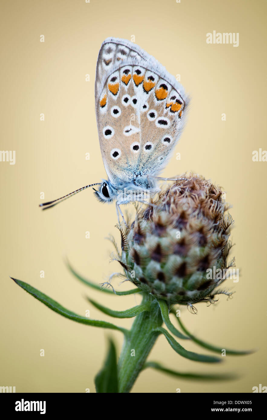 Common Blue butterfly Stock Photo