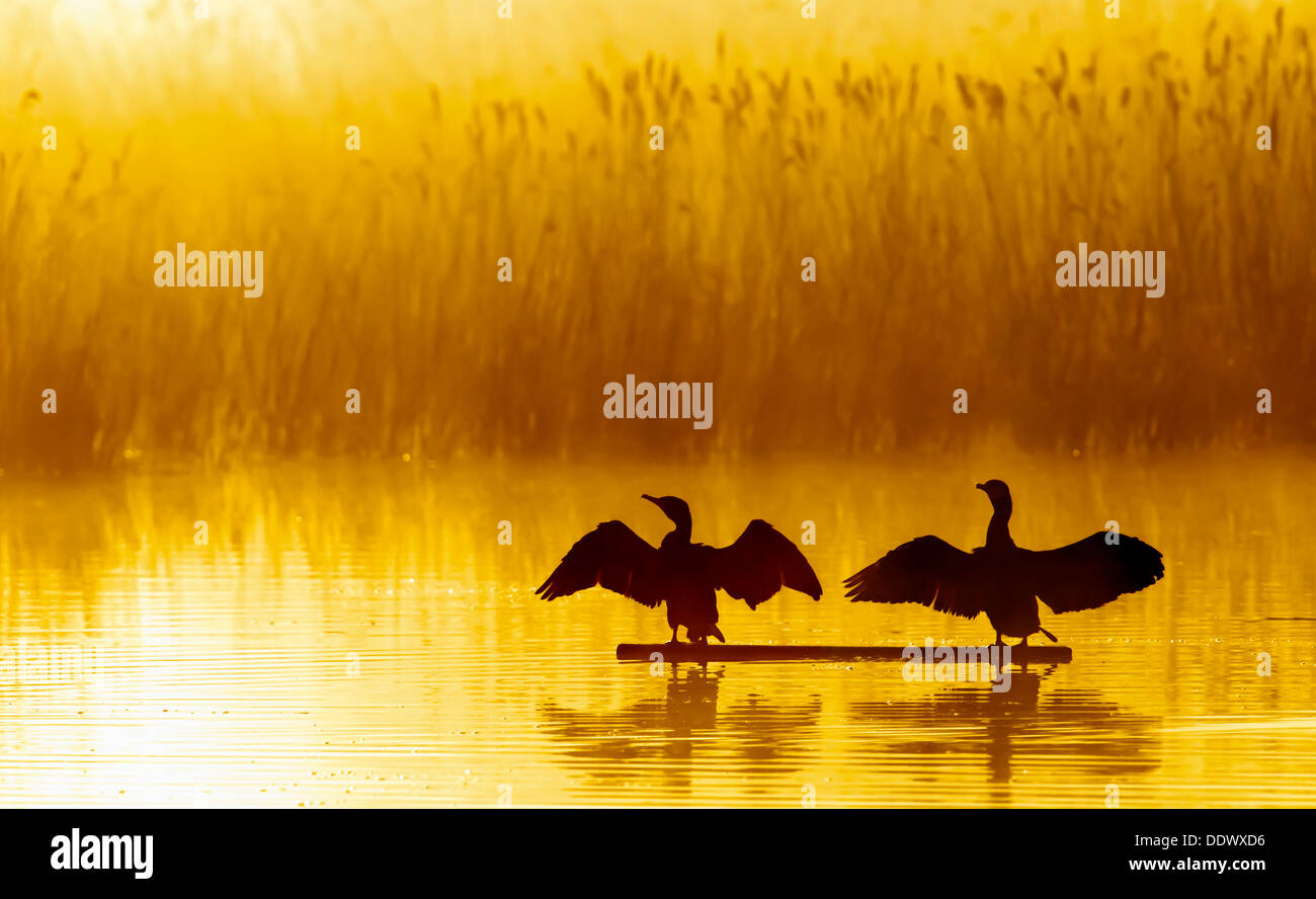 Cormorants drying their wings in the warm morning sun Stock Photo