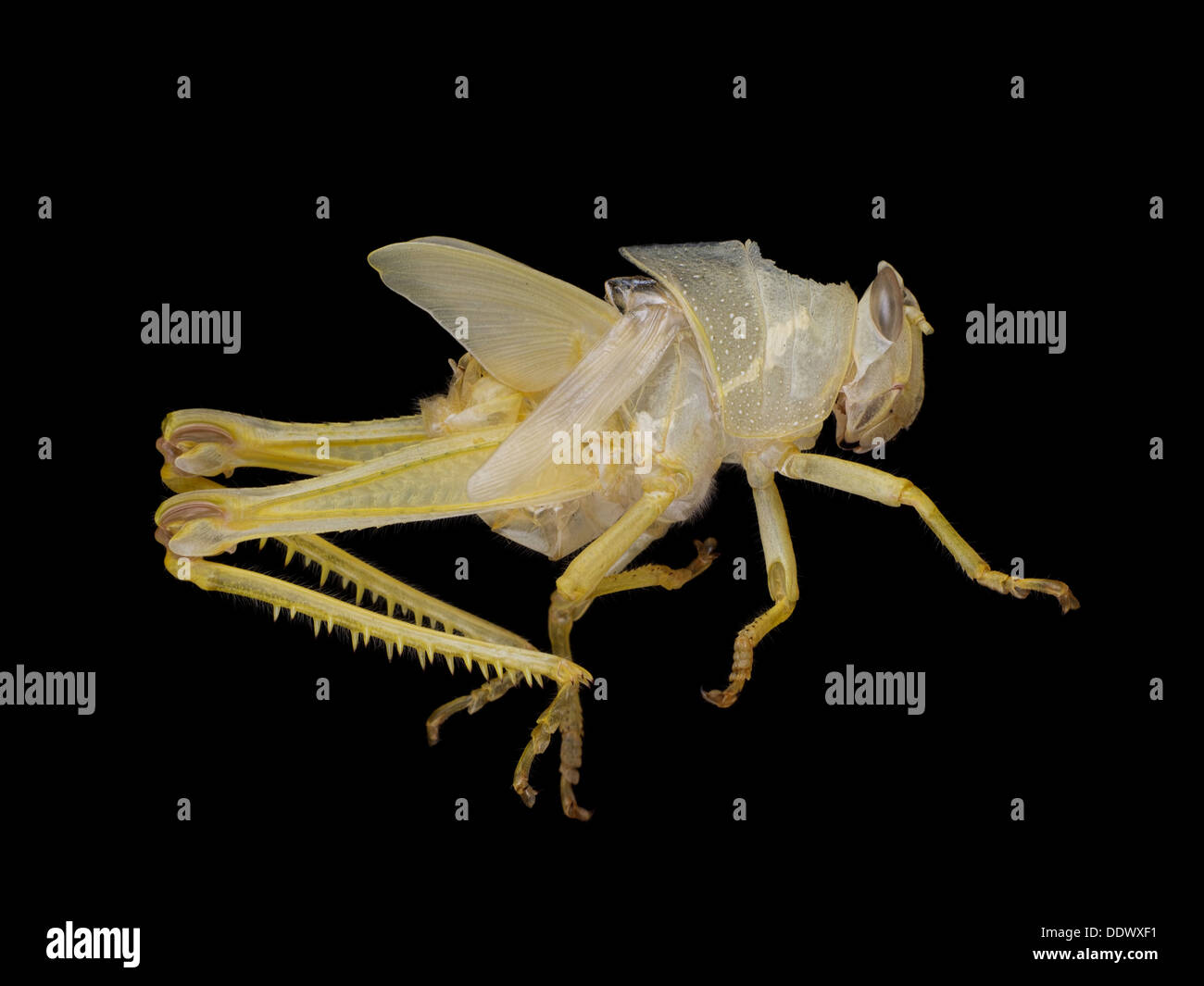 Beautiful exoskeleton of grasshopper macro. Stock Photo