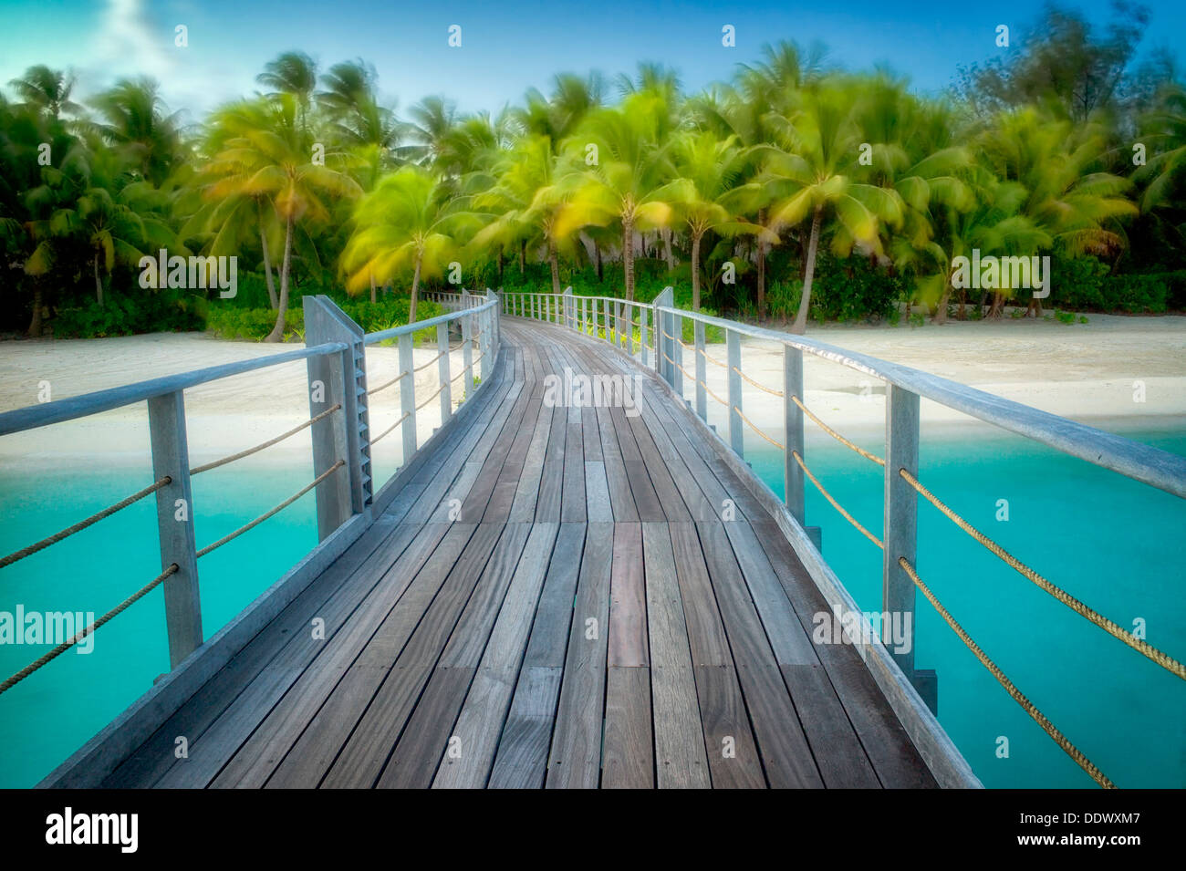 Boardwalk into palm trees blowing in the wind. French Polynesia Stock Photo