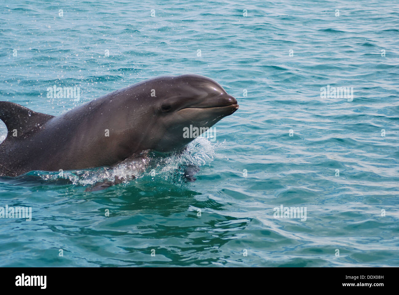 Dolphin jumping in ocean. Stock Photo
