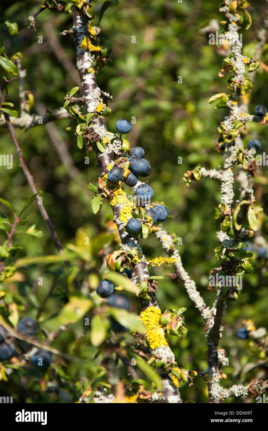 Sloe bushes hires stock photography and images Alamy
