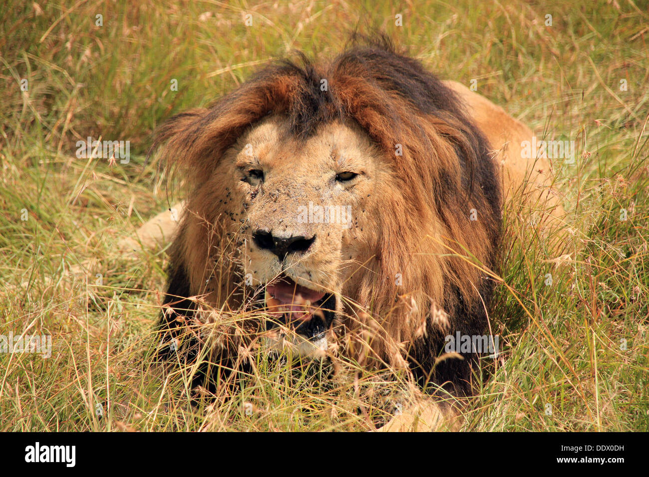 Male Lion (Panthera Leo) Resting in the Grass, Maasai Mara, Kenya Stock Photo