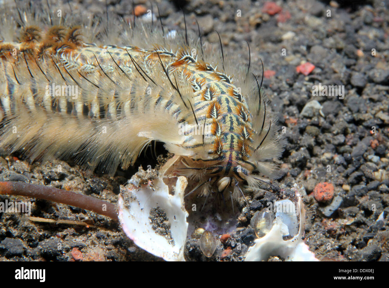 Peacock Bristle Worm (Chloeia Flava) Eating a Shell, Lembeh Strait, Indonesia Stock Photo