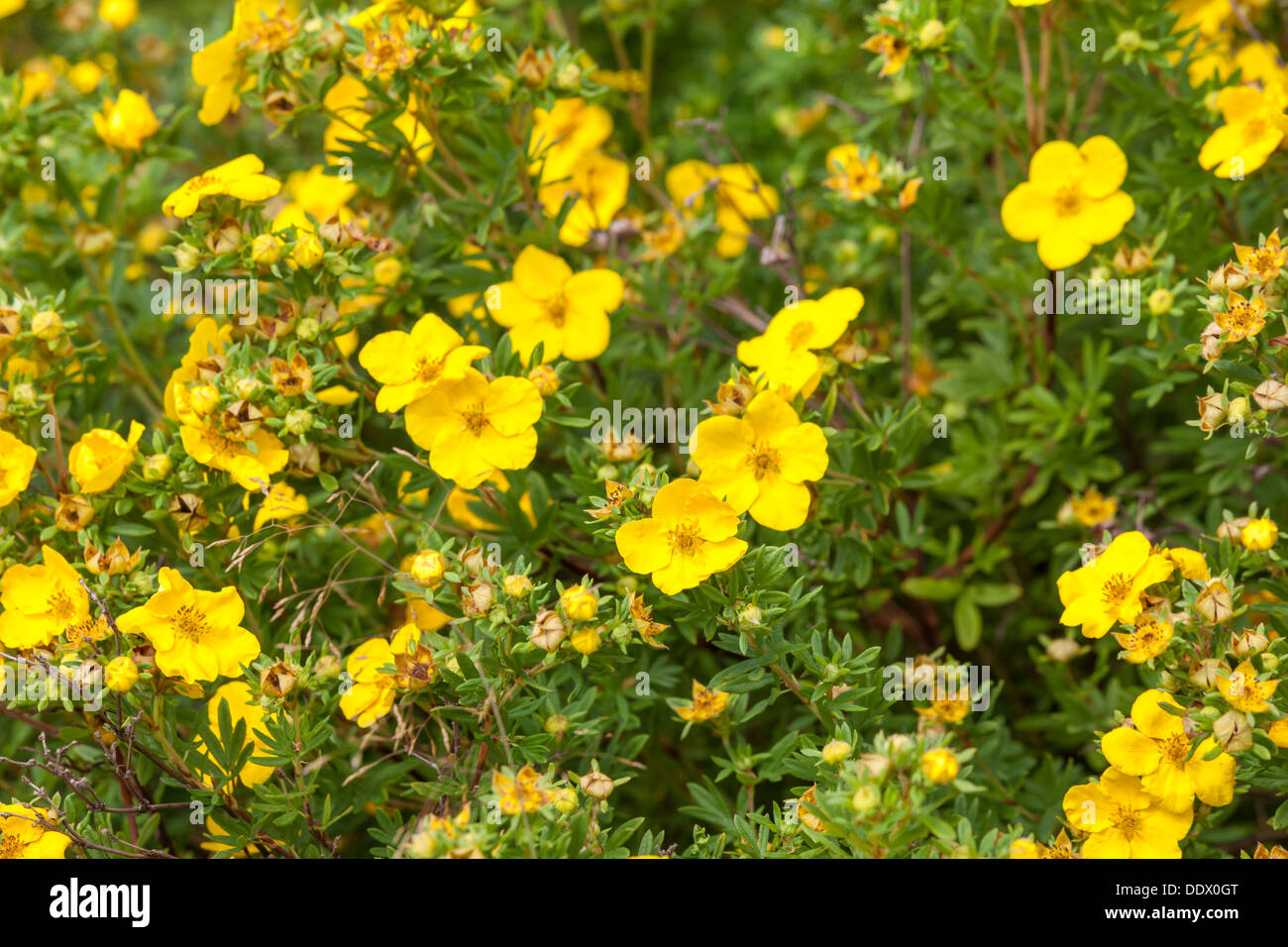 Dasiphora Potentilla flowers Stock Photo