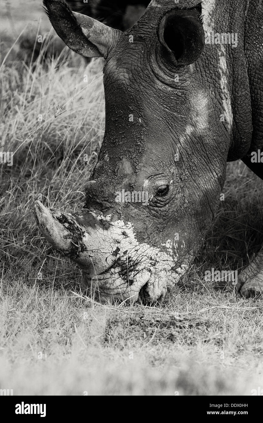 Single white rhino grazing: detail of head, side oblique view in monochrome, Lake Nakuru, Kenya Stock Photo