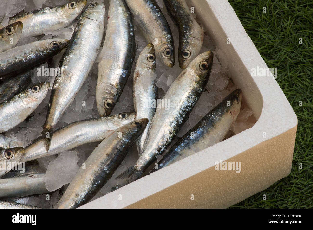Sardines box hires stock photography and images Alamy