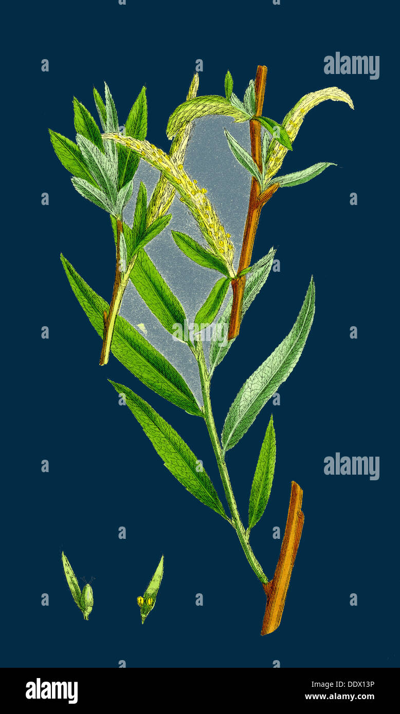 Salix alba, var. vitellina; Golden Willow Stock Photo