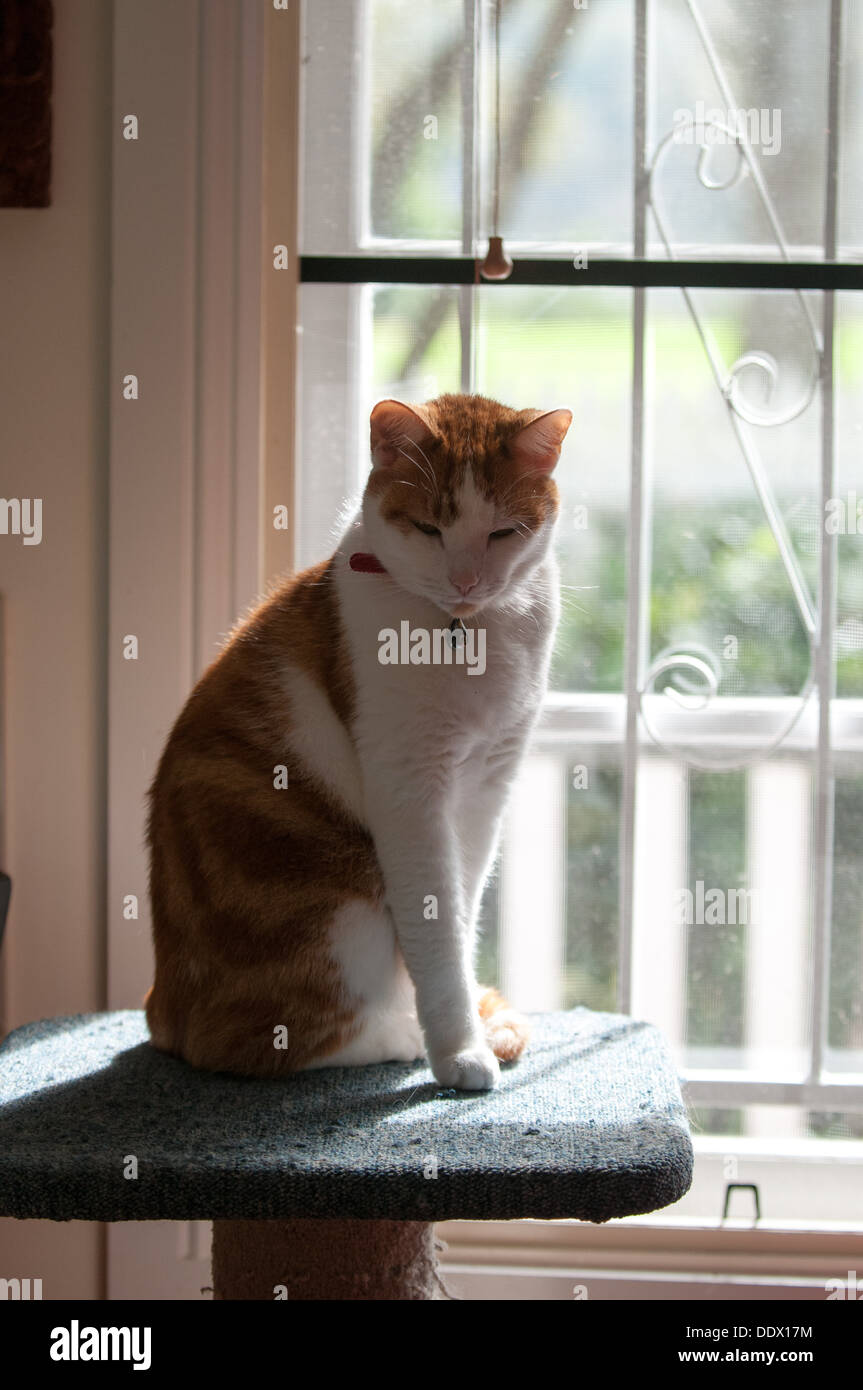 Cat sitting on scratching post, Brisbane, Australia Stock Photo