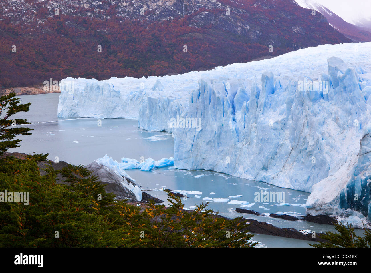 Perito Moreno Glacier, early morning, autumn day, blue ice detail, fallen ice floating in water of Lago Argentino, and fall colo Stock Photo