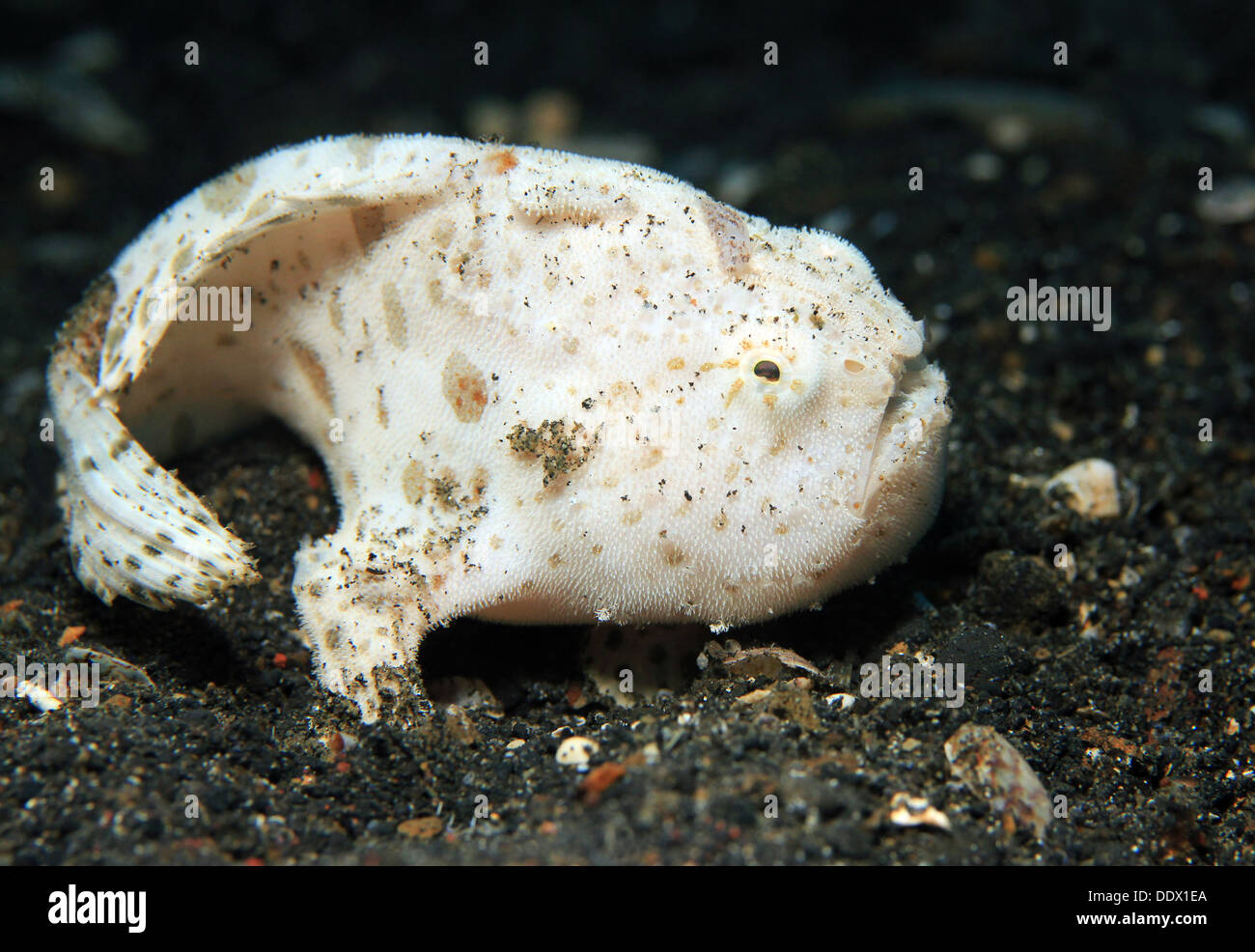 Close-up of a Juvenile Shaggy Frogfish (Antennarius Hispidus) on Black Sand Bottom, Lembeh Strait, Indonesia Stock Photo
