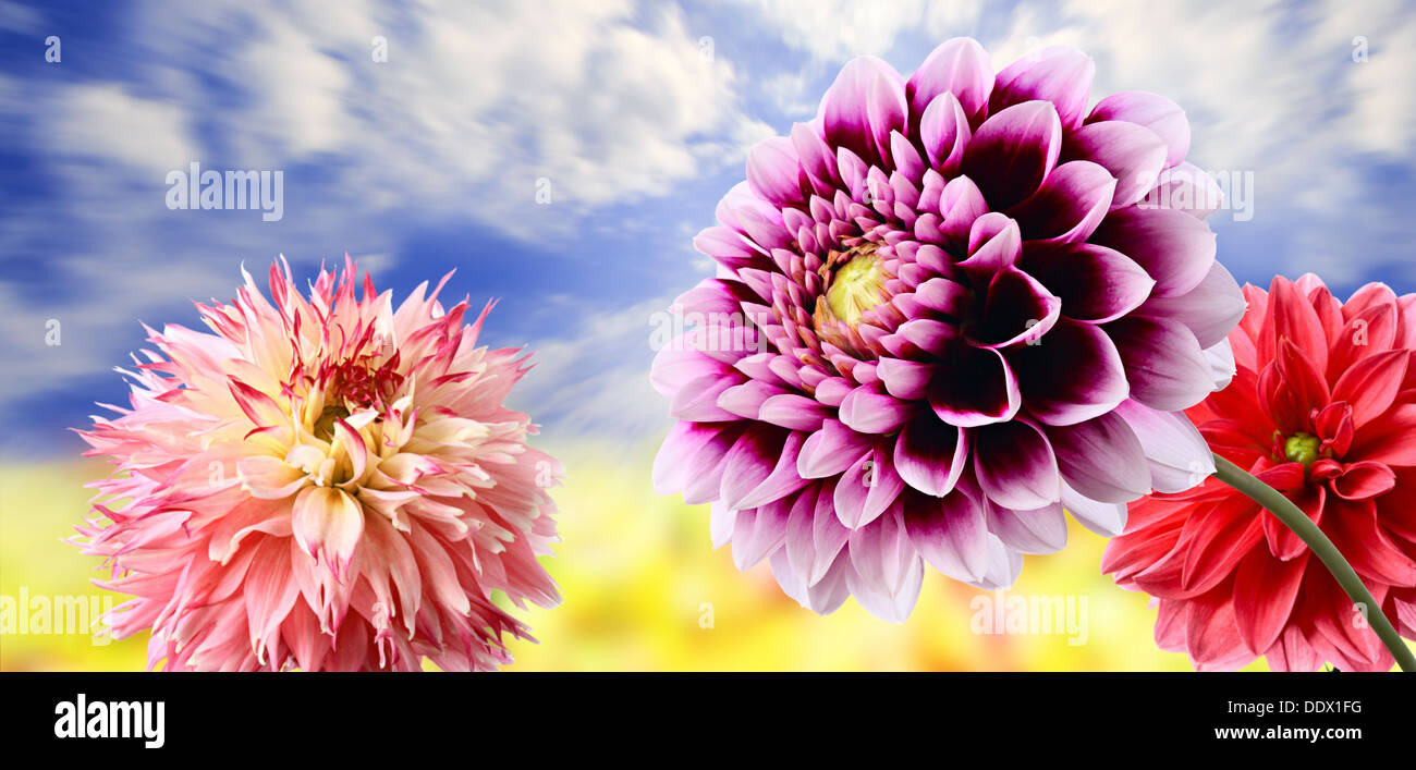 Variegated Dahlias High Resolution Stock Photography and Images - Alamy