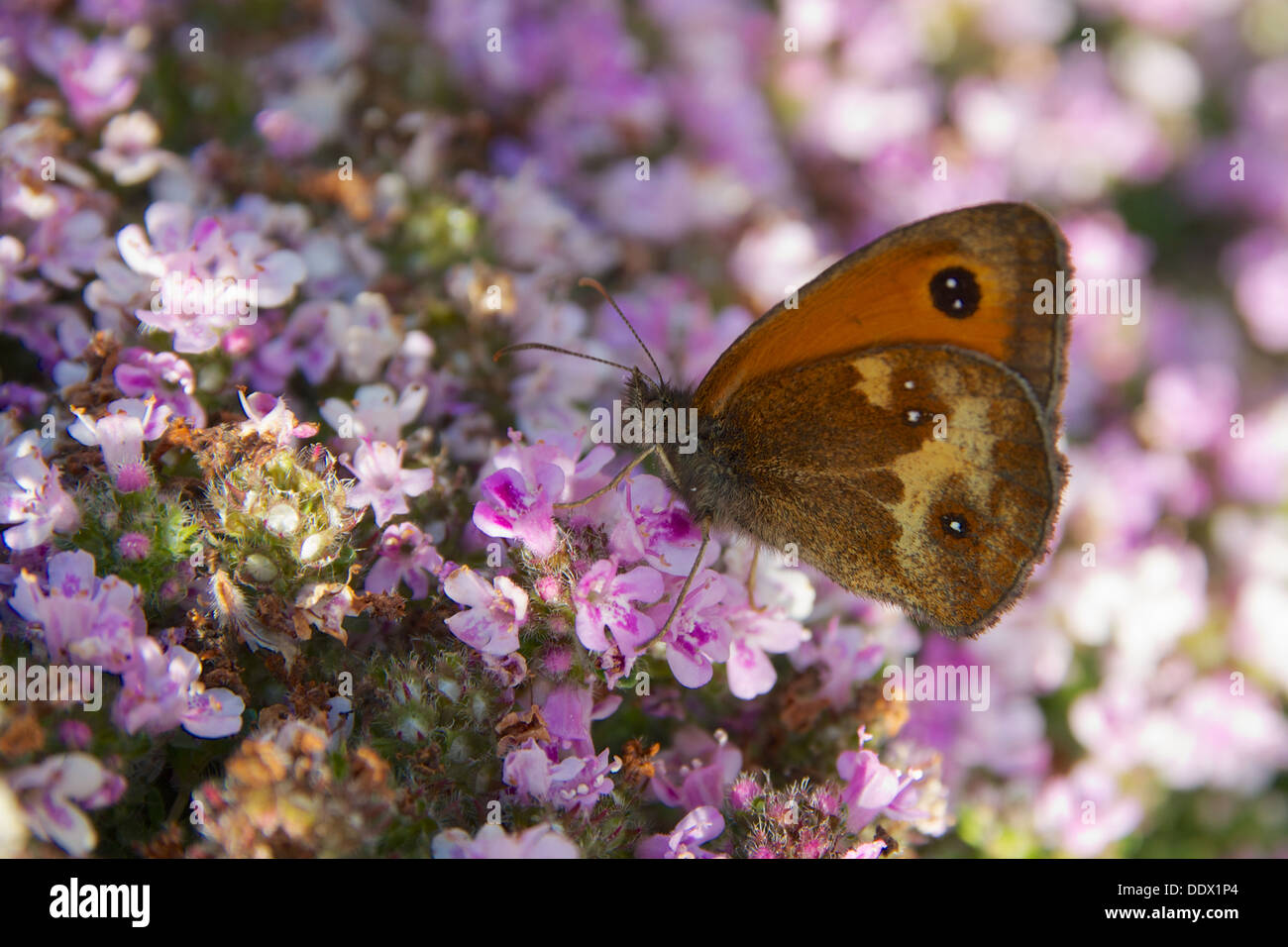 Gatekeeper Butterfly Stock Photo