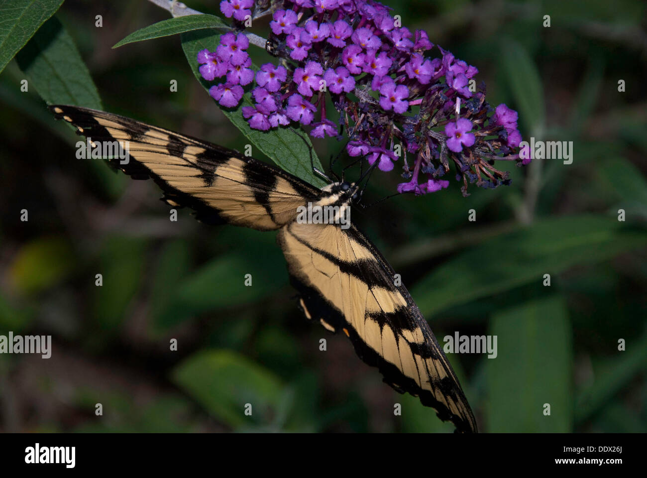 A butterfly sitting on a flower Stock Photo - Alamy