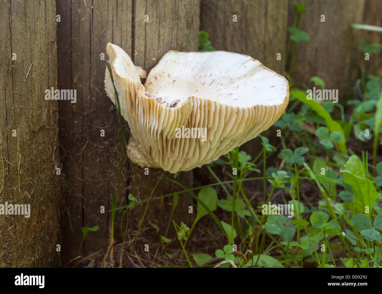 Neolentinus lepideus mushroom Stock Photo