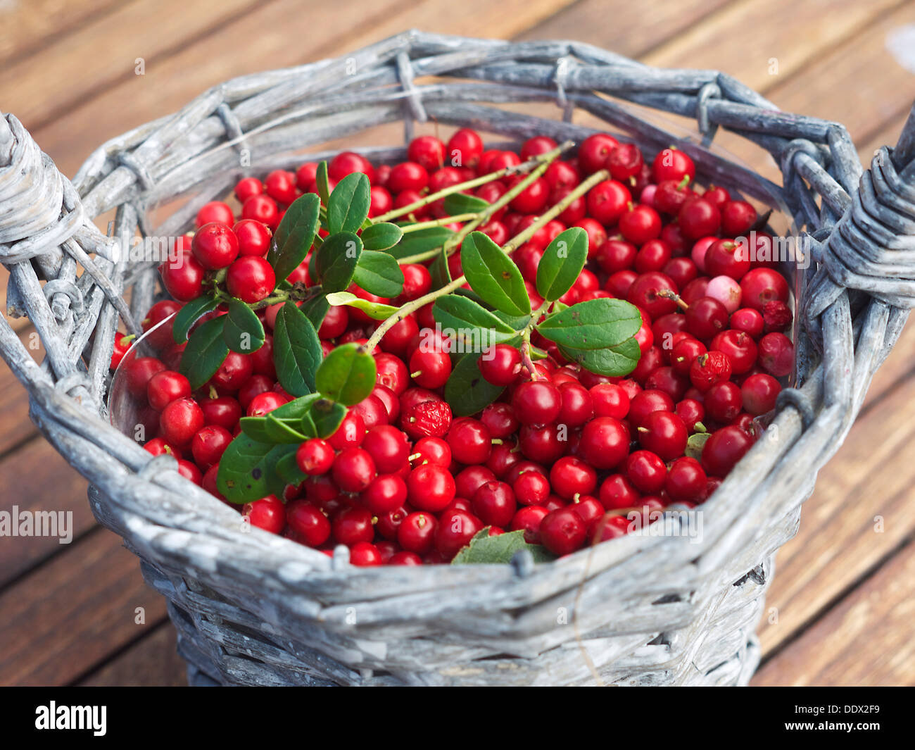 Cowberry fruit picked amongst the pine woods of Highland Scotland Stock Photo