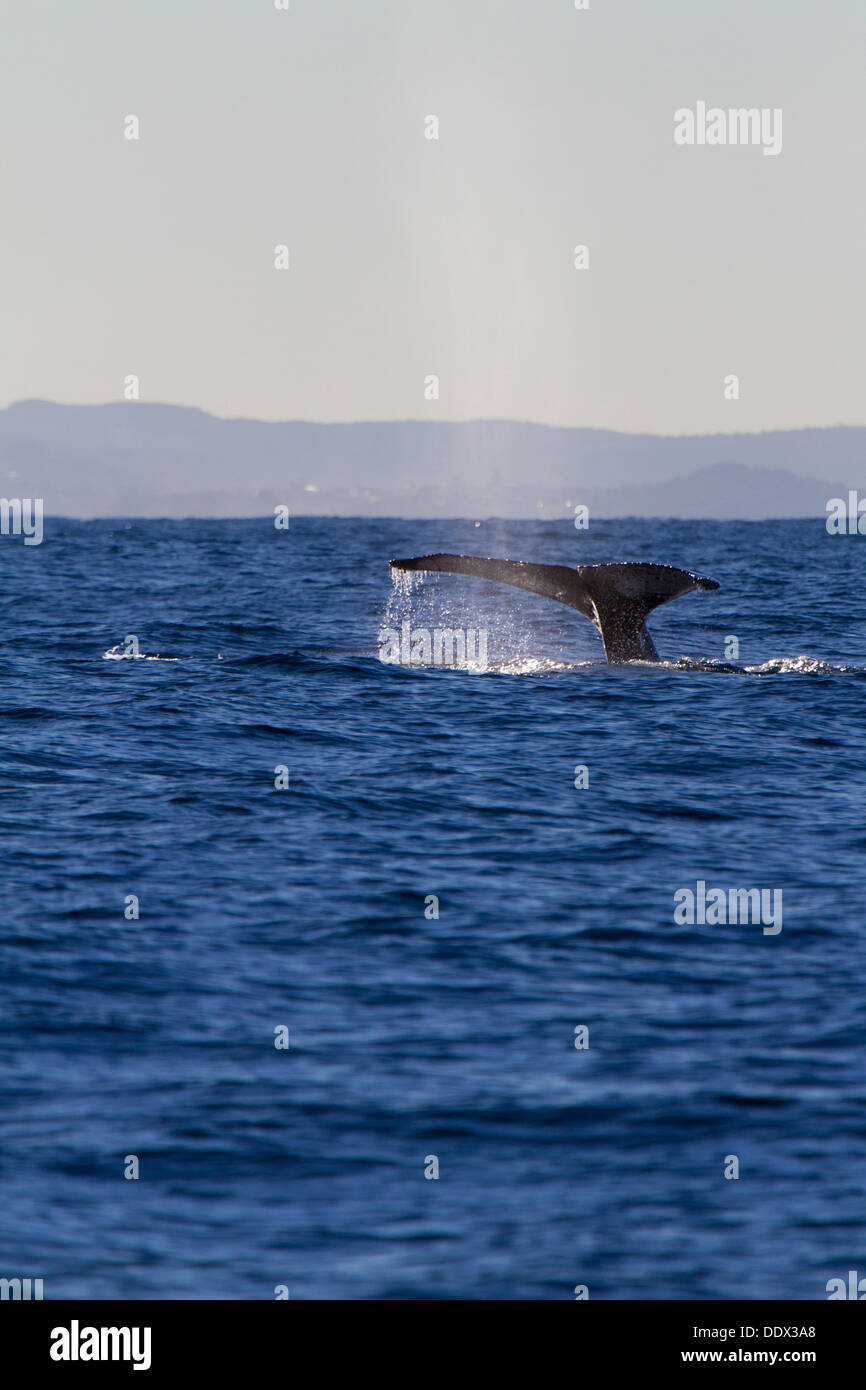 Humpback whale diving in Sydney Harbour, Australia Stock Photo - Alamy