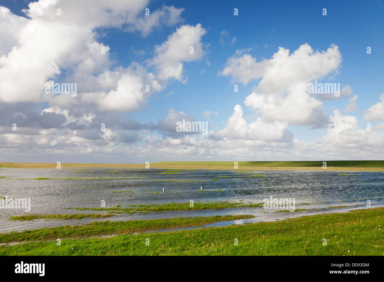 Salt Meadow, Westerhever, Eiderstedt Peninsula, Schleswig Holstein, Germany Stock Photo