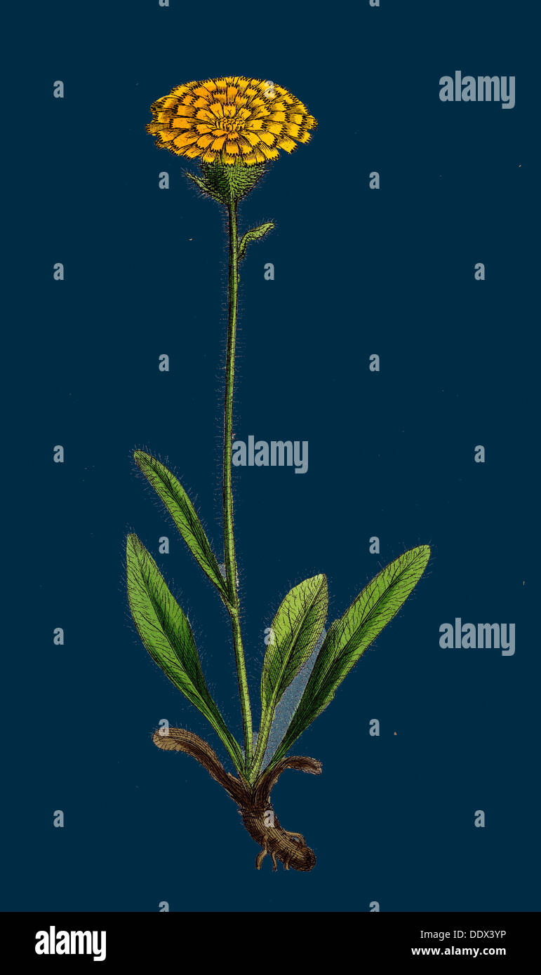 Hieracium holosericeum; Woolly-headed Hawkweed Stock Photo