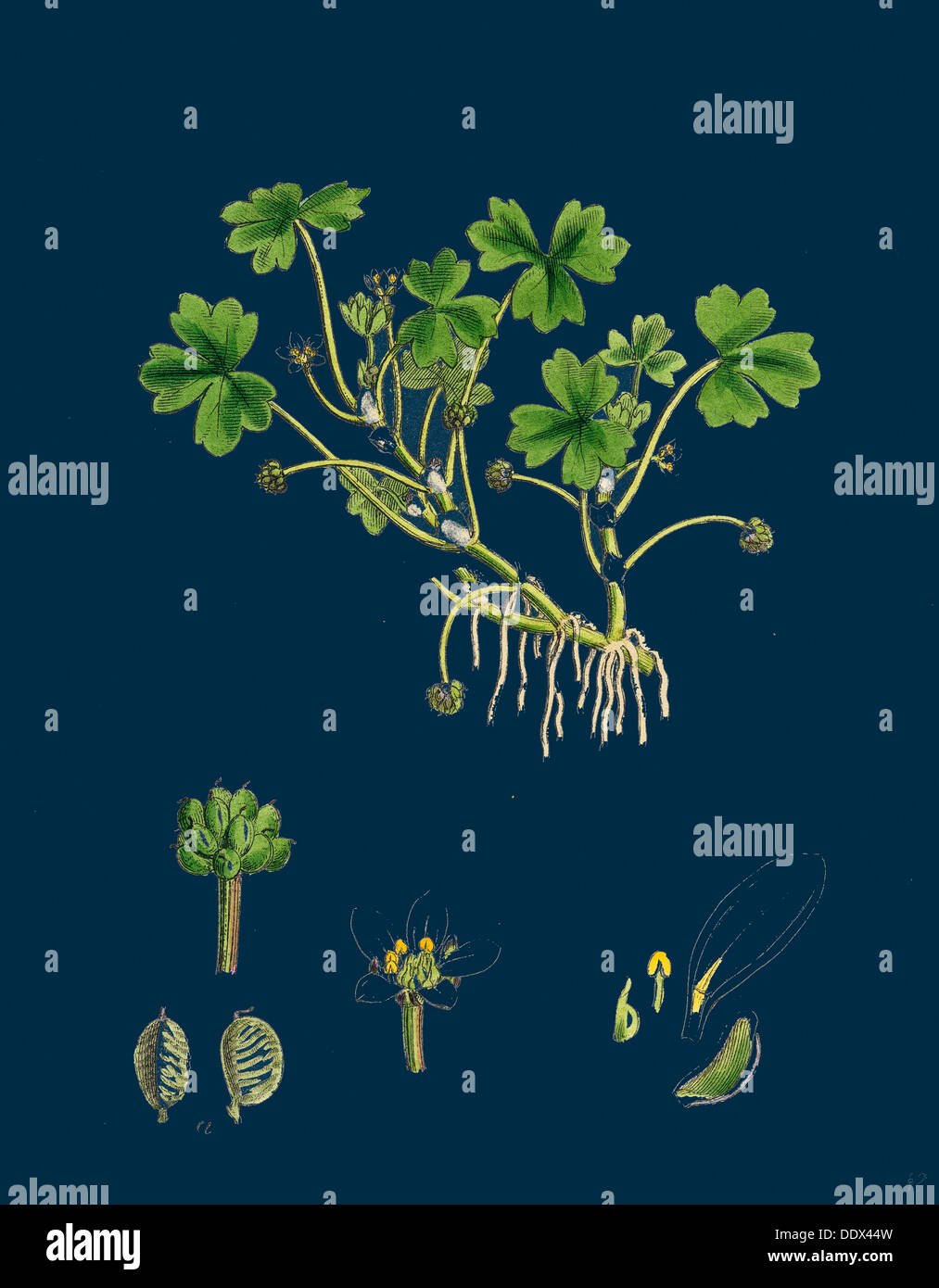 Ranunculus tripartitus; Three-lobed Water-crowfoot Stock Photo - Alamy