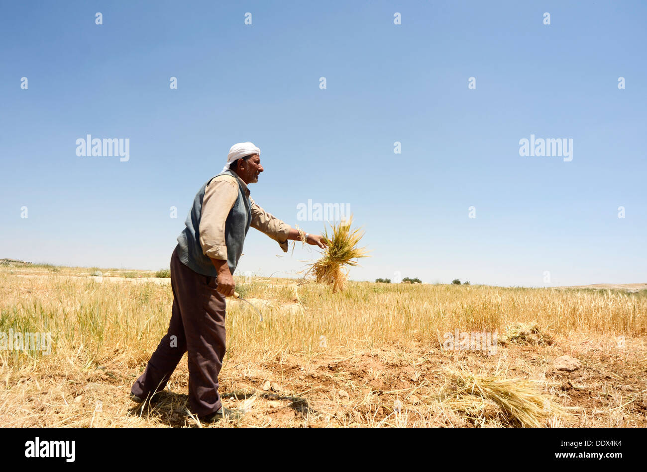 Sickle harvesting hires stock photography and images Alamy