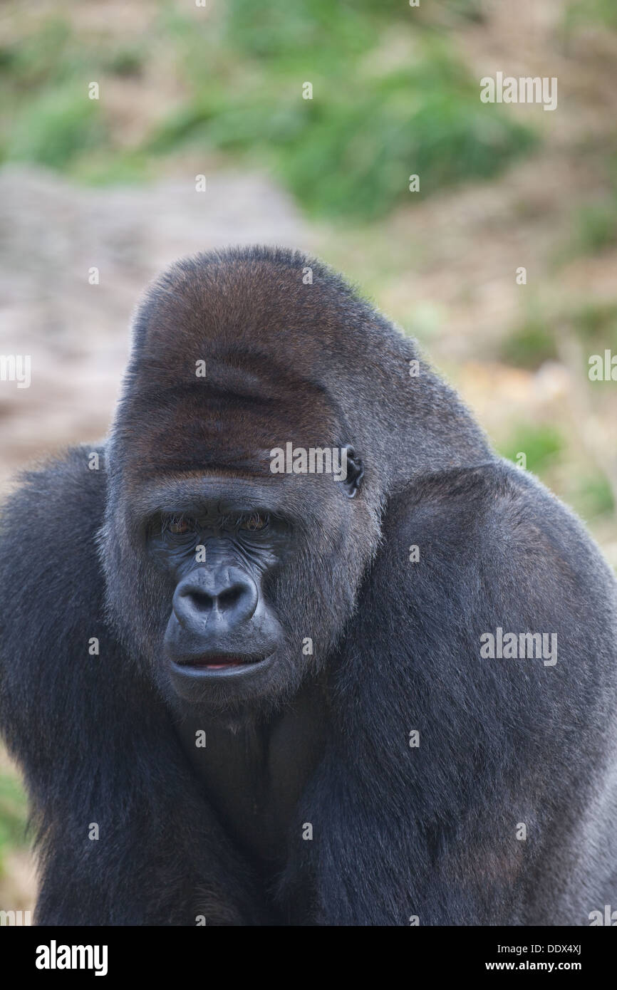 Western Lowland Gorilla (Gorilla gorilla gorilla). Male. Durrell Wildlife Park, Jersey, Channel Islands, UK. Stock Photo