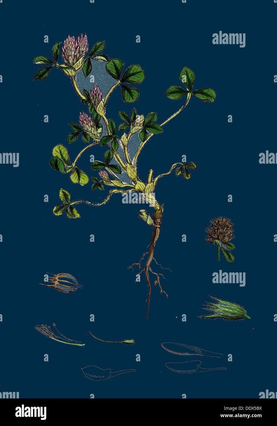 Trifolium striatum; Soft Knotted Trefoil Stock Photo