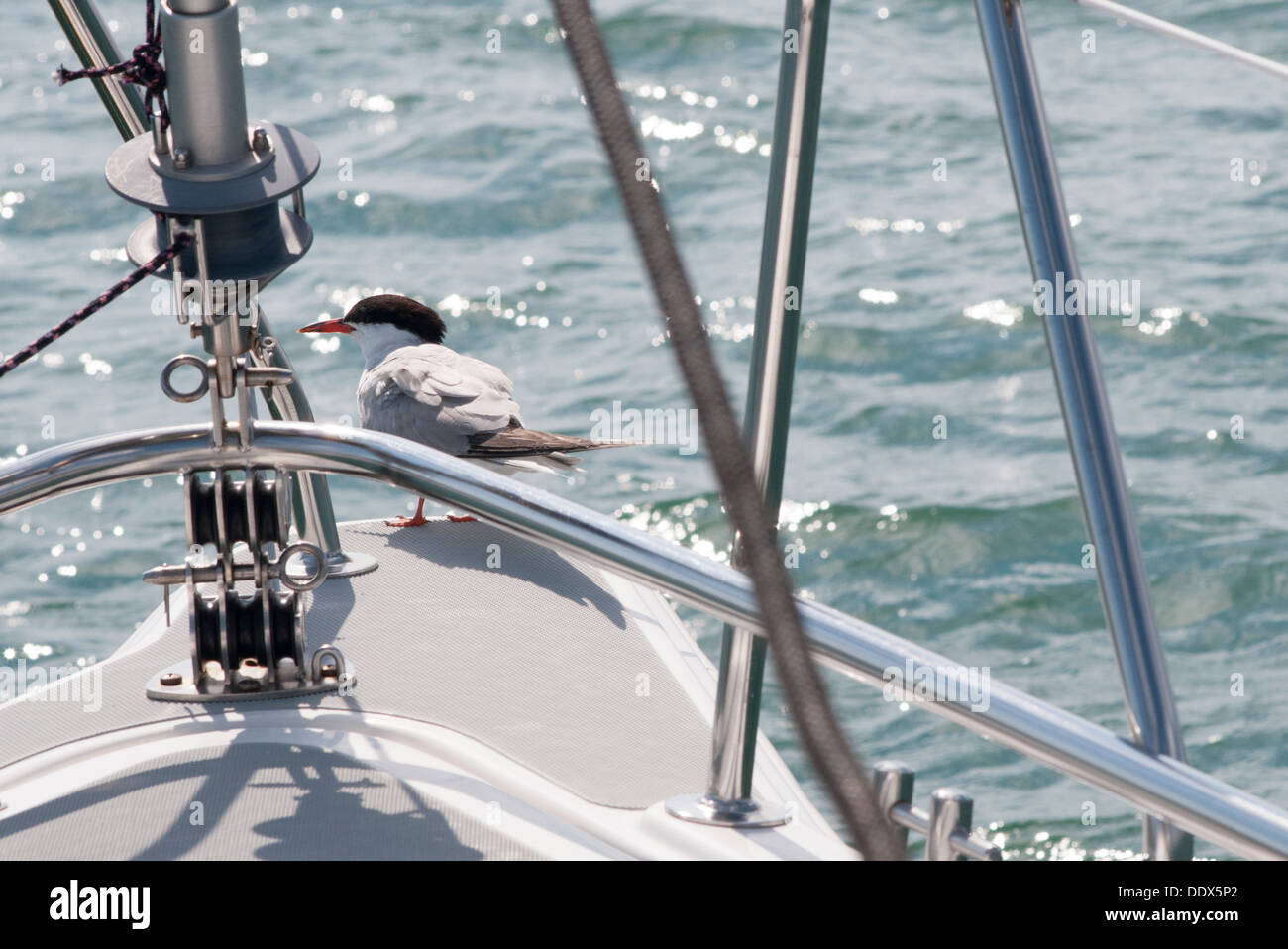 tern bird sitting on the bow of a yacht Stock Photo