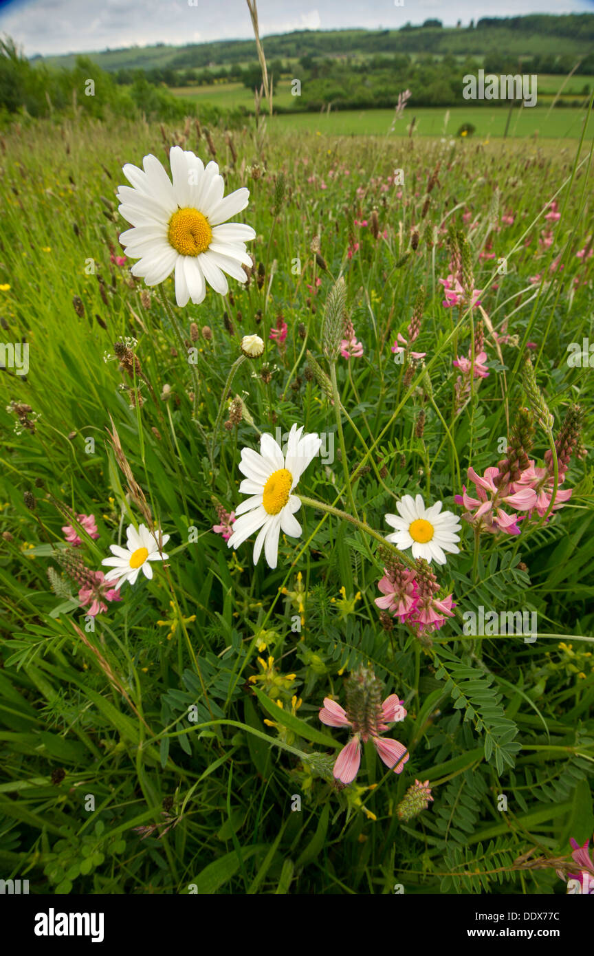 A organic wildflower meadow in Wiltshire,UK, showing many varieties of