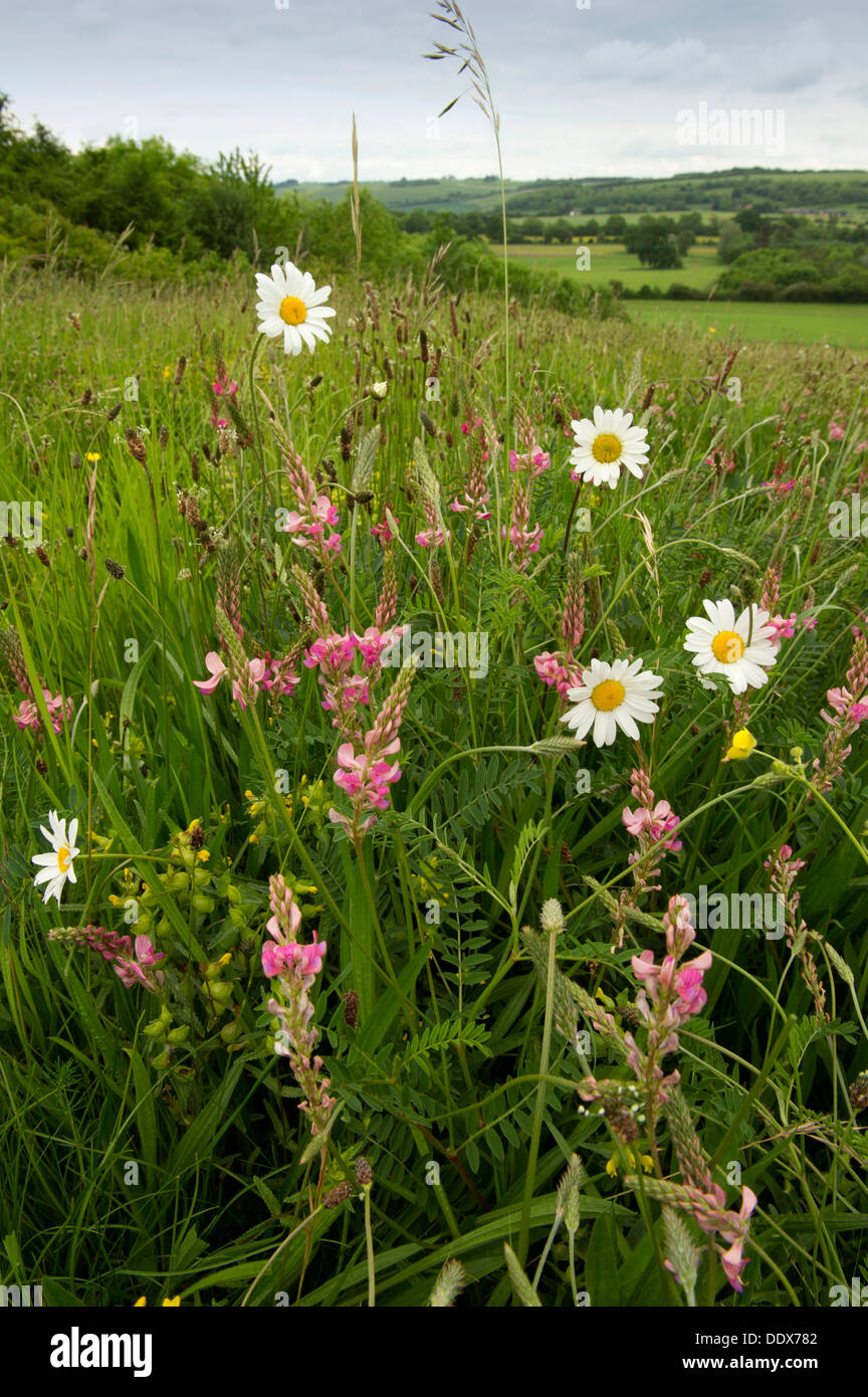 A organic wildflower meadow in Wiltshire,UK, showing many varieties of flowers and grasses including Oxeye Daisies.a Stock Photo