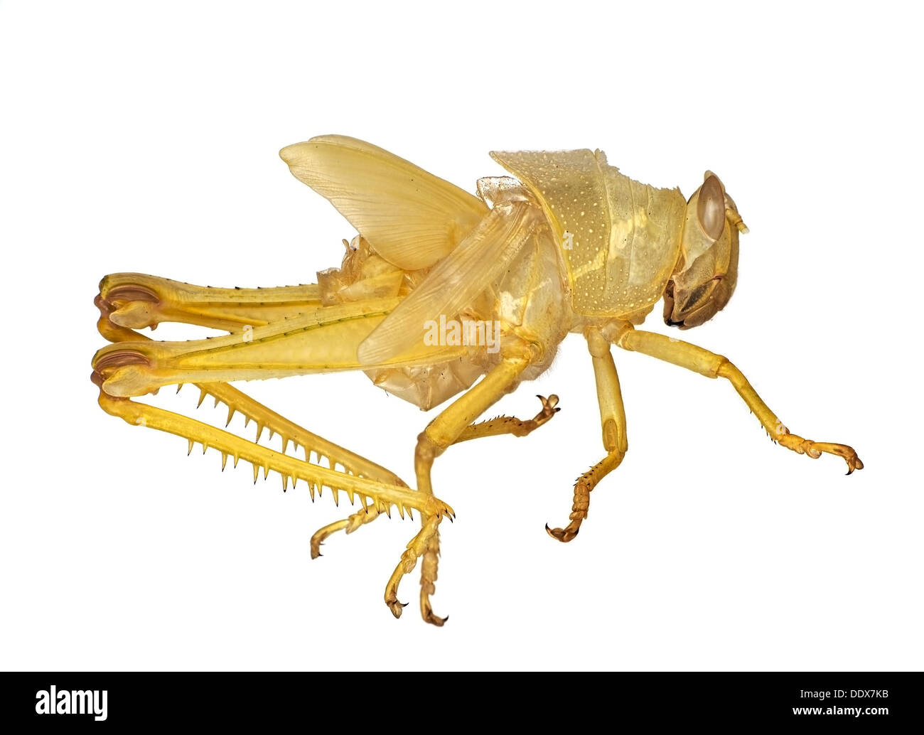 Grasshopper exoskeleton over white Stock Photo