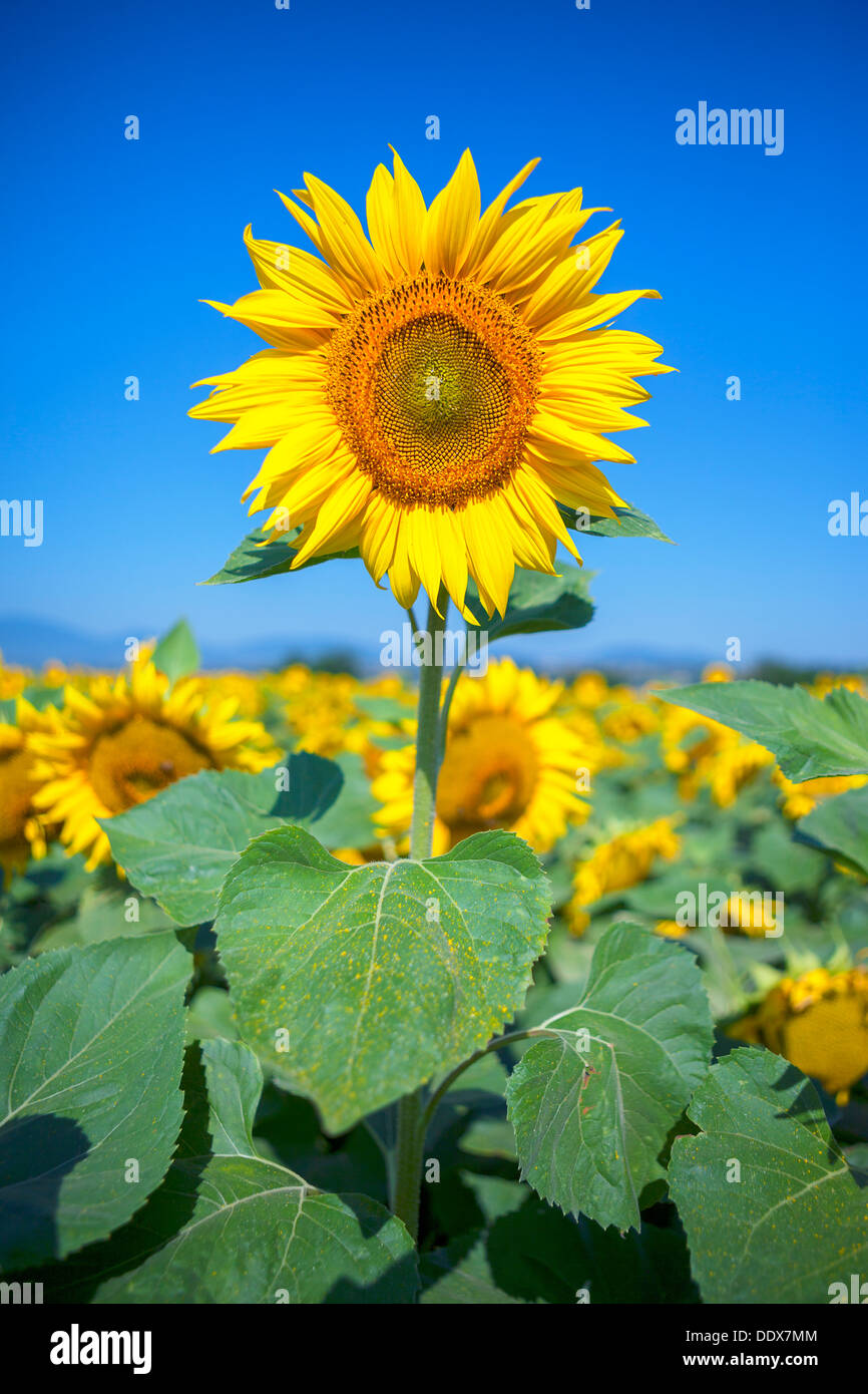 Sunflower field on a background of blue sky Stock Photo - Alamy